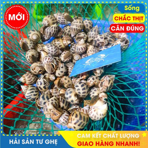 Ôc hương sống (size 90 -100 con/kg) | Biển Phan Thiết