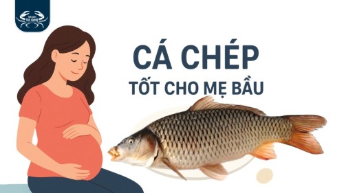 12 Lợi Ích Tuyệt Vời Của Cá Chép Tốt Cho Mẹ Bầu – Hướng Dẫn An Toàn & Công Thức Chế Biến