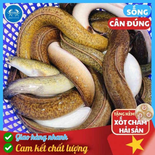 Cá Chình Bông, Chình Suối Sống