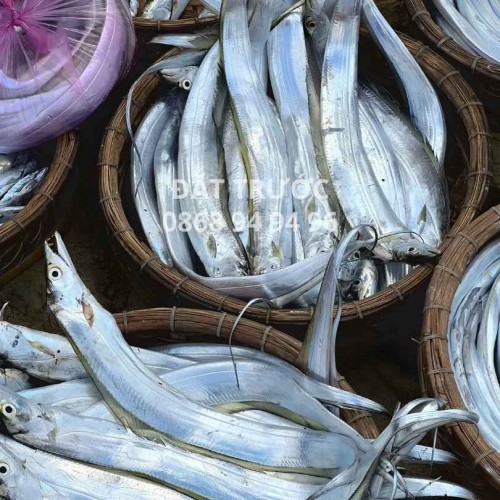 Cá Hố Tươi Sạch (KG)