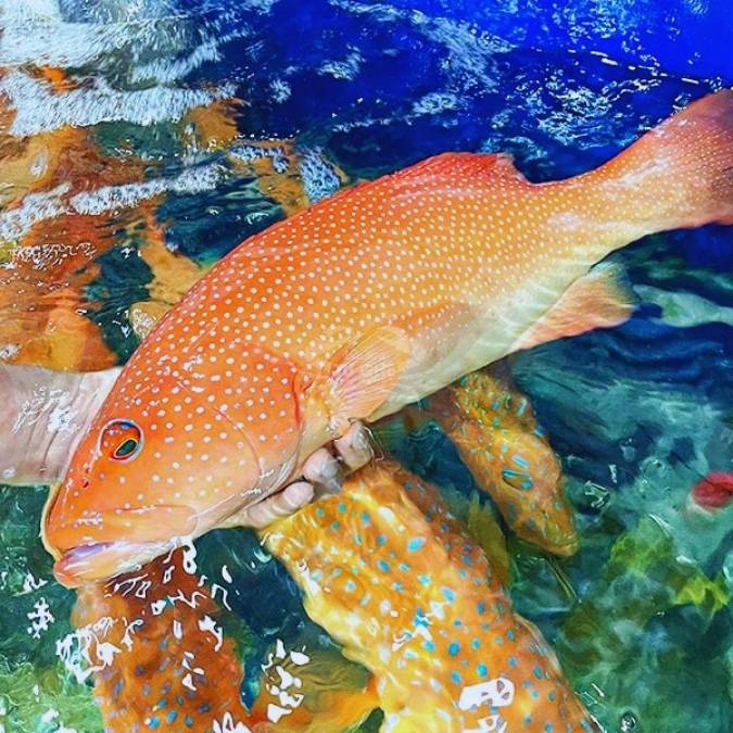 Ca-mu-do-sashimi Ca-mu-do-sashimi