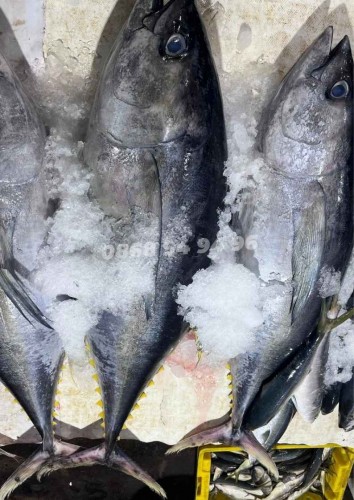 Cá ngừ đại dương nguyên con 20kg +