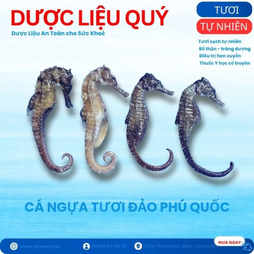 Cá Ngựa Tươi Tự Nhiên, 2 cặp size 8-10cm 