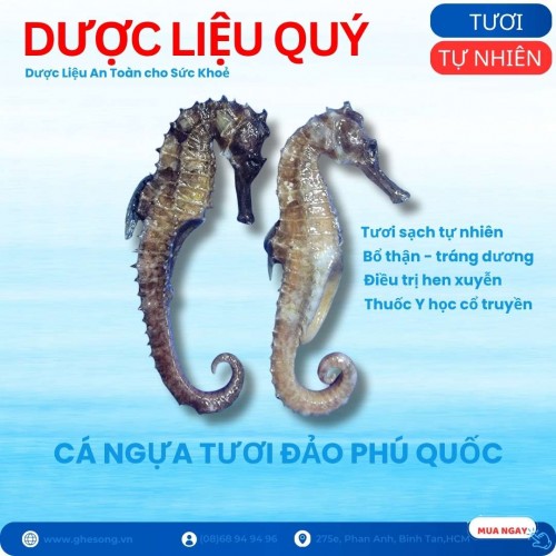Cá ngựa tươi Phú Quốc, 1 cặp lớn