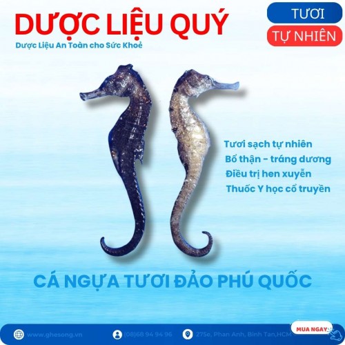 Cá Ngựa Tươi Phú Quốc, 1 cặp nhỏ