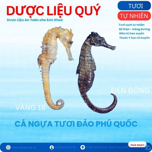 Cá ngựa tươi, cặp 1 vàng, 1 đen tuyển chọn hay