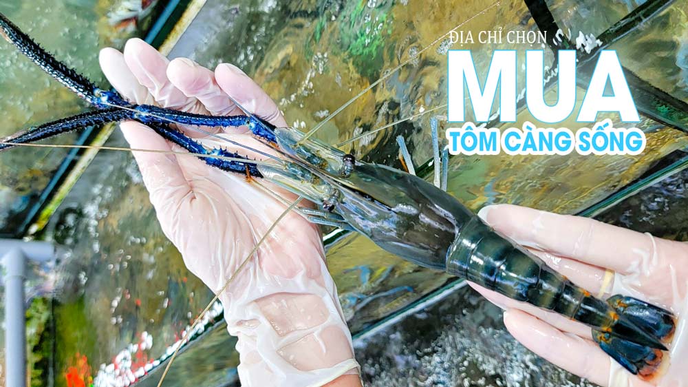 Chọn tôm càng sống giá rẻ, Giao nhanh tại các quận Tphcm, tôm càng lớn bao ăn