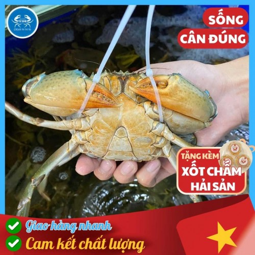 Cua Thịt Cà Mau Sống, Size 4/5con KG Không Dây, Tư Ghẹ Bao Ăn