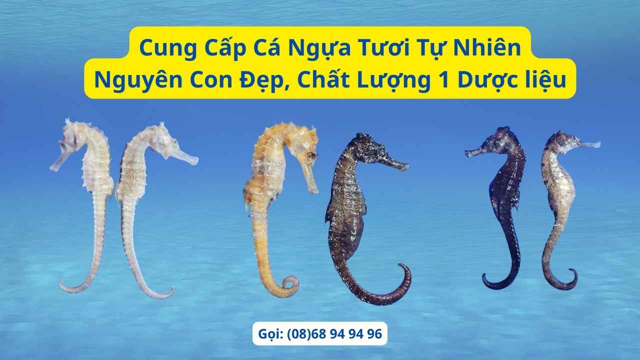 Cung cấp cá ngựa tươi tự nhiên