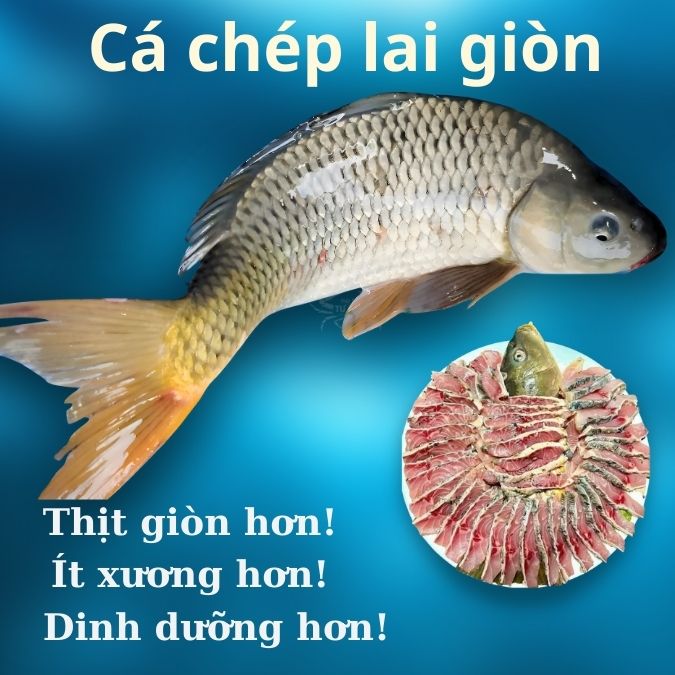 Cá-chep-gion-loai-to