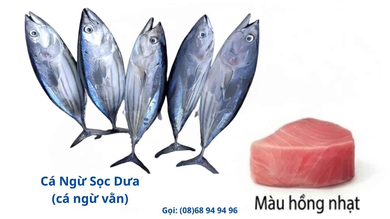 Cá-ngừ-sọc-dưa-cá-ngừ-vằn