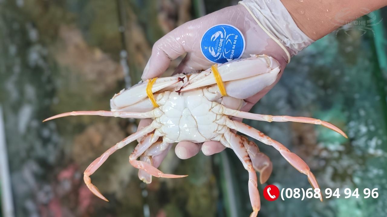 Ghe-bong-do-bao-nhieu-tien-2026