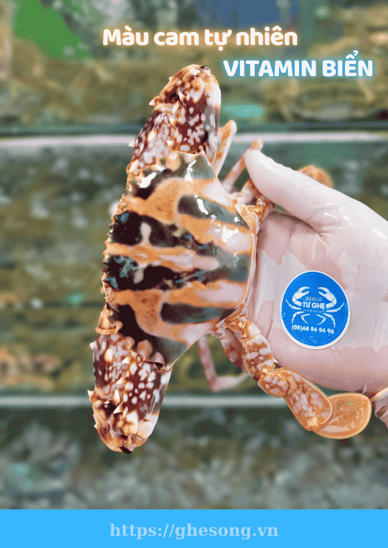 Ghe-bong-do-phan-thiet-sac-mau-vitamin Ghe-bong-do-phan-thiet-sac-mau-vitamin