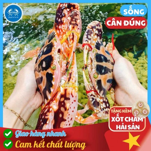 Ghẹ Bông Sống Size To 3-5con/KG, Thịt chắc Bao Ăn, Giao Nhanh HCM