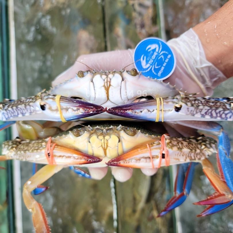 Ghe-song-bao-nhieu-1kg-2026