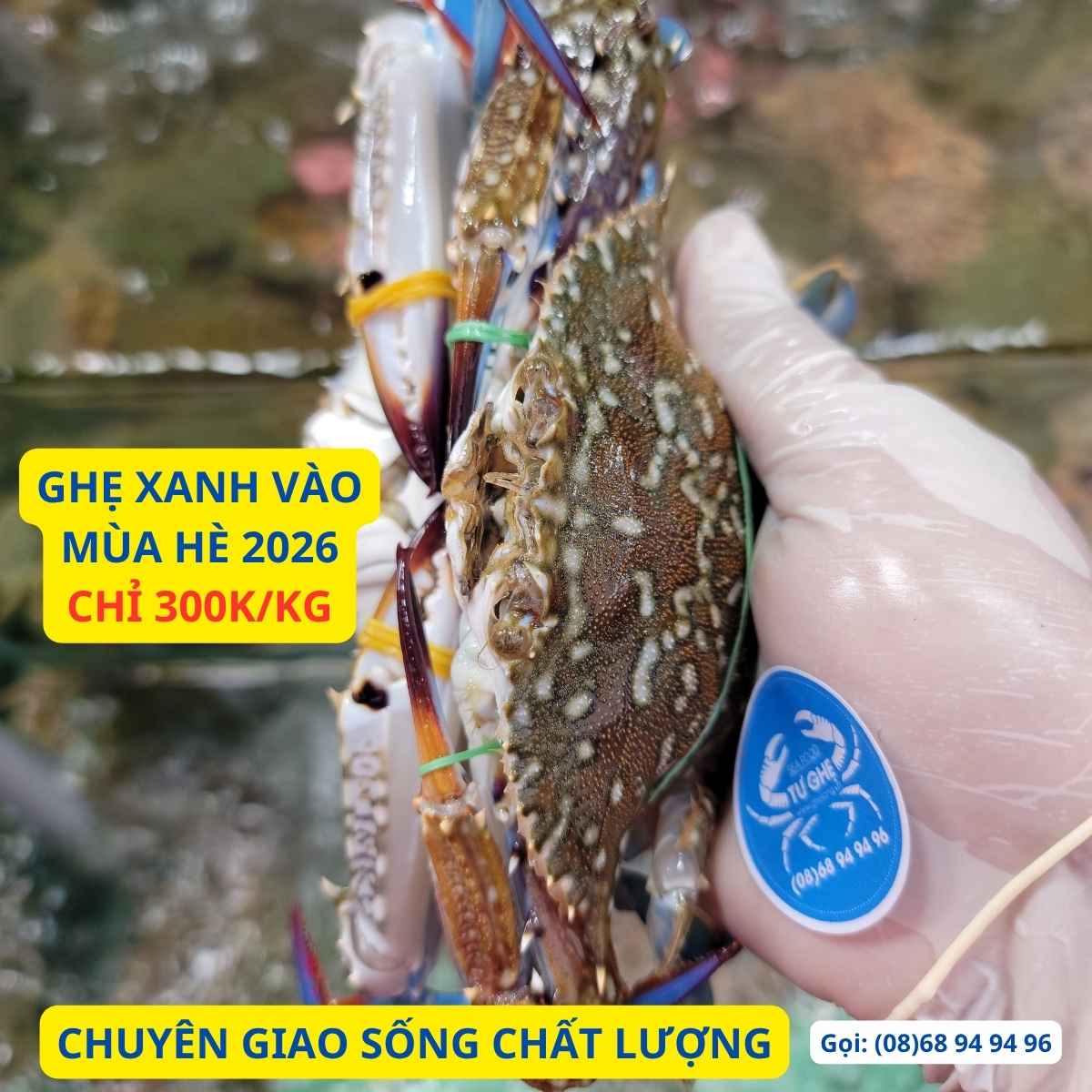 ghẹ sống