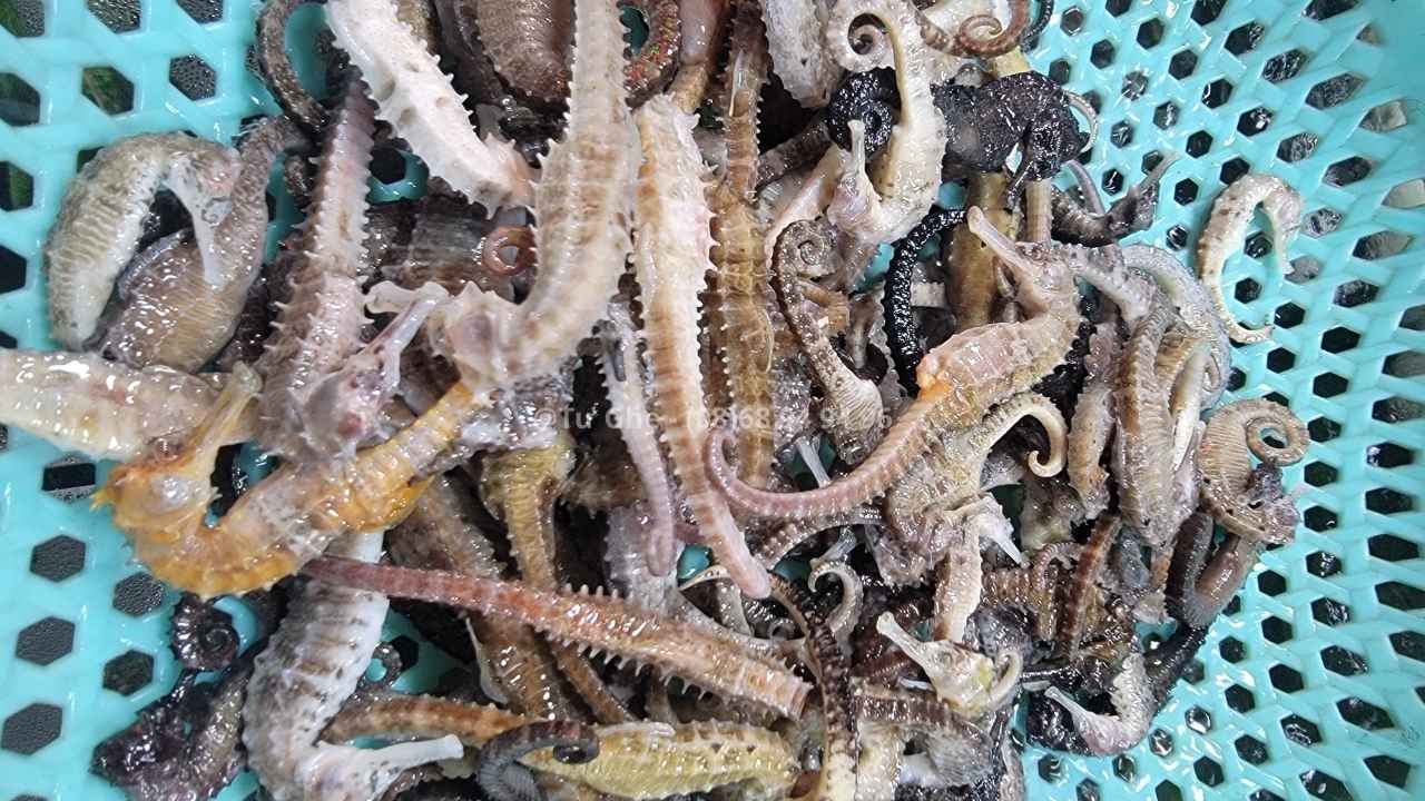 Gia-ca-ngua-ngam-ruou