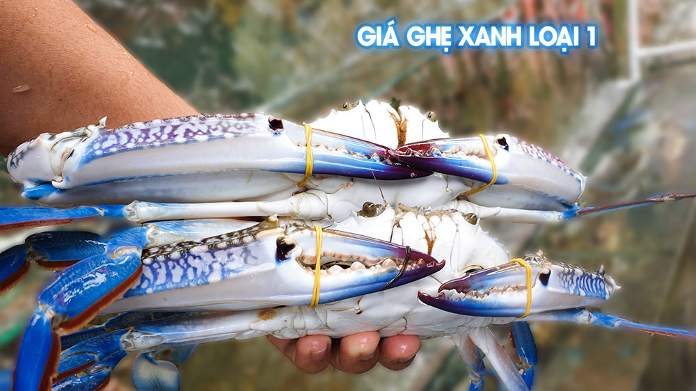 Giá ghẹ xanh sống loại 3-4con/Kg tại Tphcm