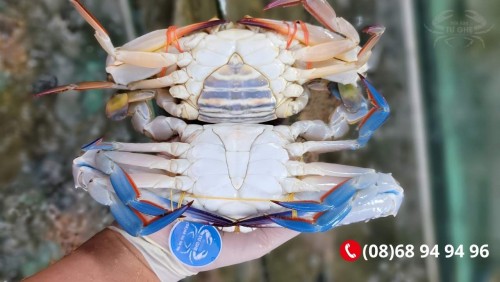 Giá Ghẹ Xanh Bao Nhiêu 1KG Tháng 4/2026? Cập Nhật Bảng Giá Mới Nhất