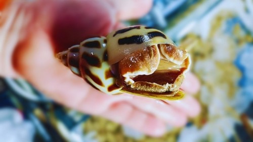 Giá Ốc Hương Tự Nhiên Biển Bao Nhiêu 1KG?