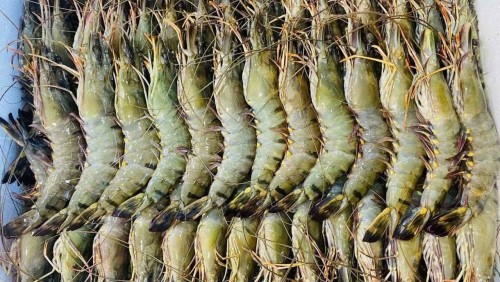 Giá Tôm sú tươi, tôm dập đá mới bao nhiêu tiền 1KG