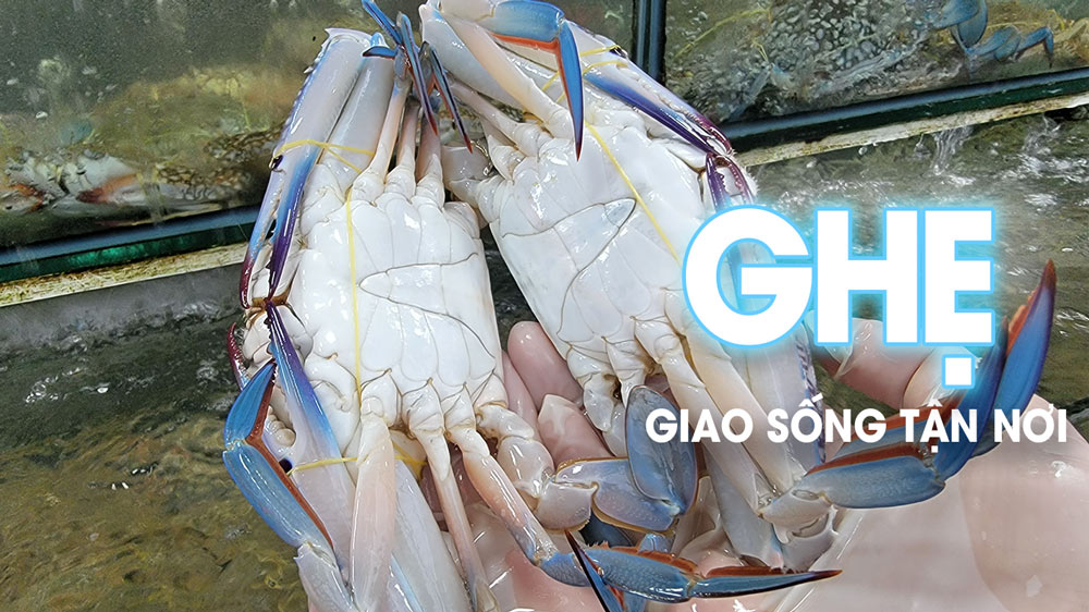 Bán Ghẹ sống chất lượng giá rẻ tại gò vấp, Giao ghẹ nhanh