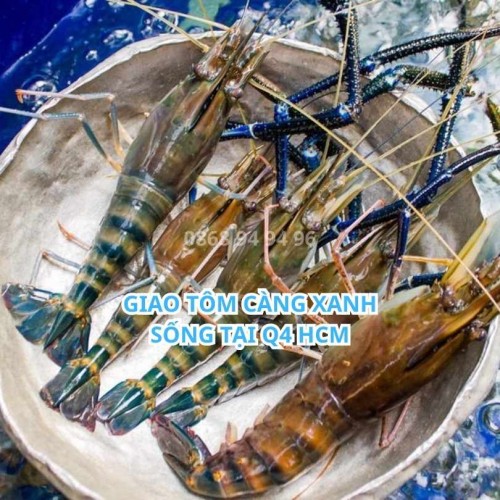 Tôm Càng Xanh Sống Tại Quận 4 HCM