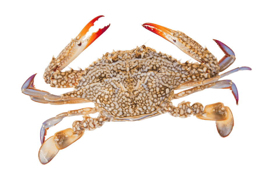 Nhan-biet-ghe-cai Nhan-biet-ghe-cai