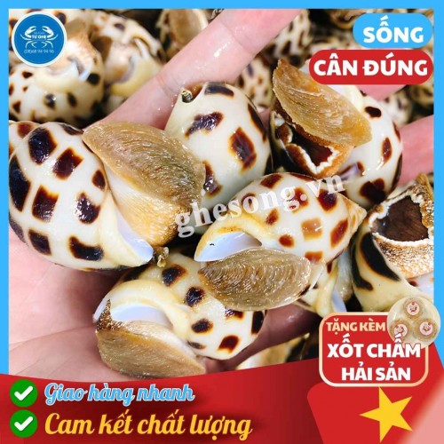 Ốc Hương Biển Phan Thiết Giao Sống, Tặng Xốt Hải Sản, Size 70-80con/Kg, Vựa Tư Ghẹ