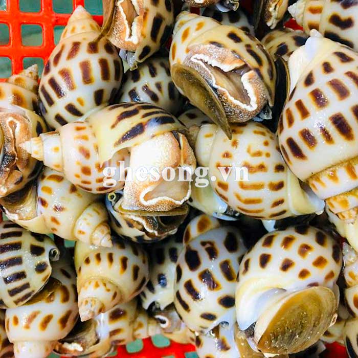 Oc-huong-song-size-30-40-thien-nhien Oc-huong-song-size-30-40-thien-nhien