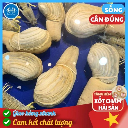 Ốc Vòi Voi Sống, Hải Sản Thượng Hạng, Bao Ngon
