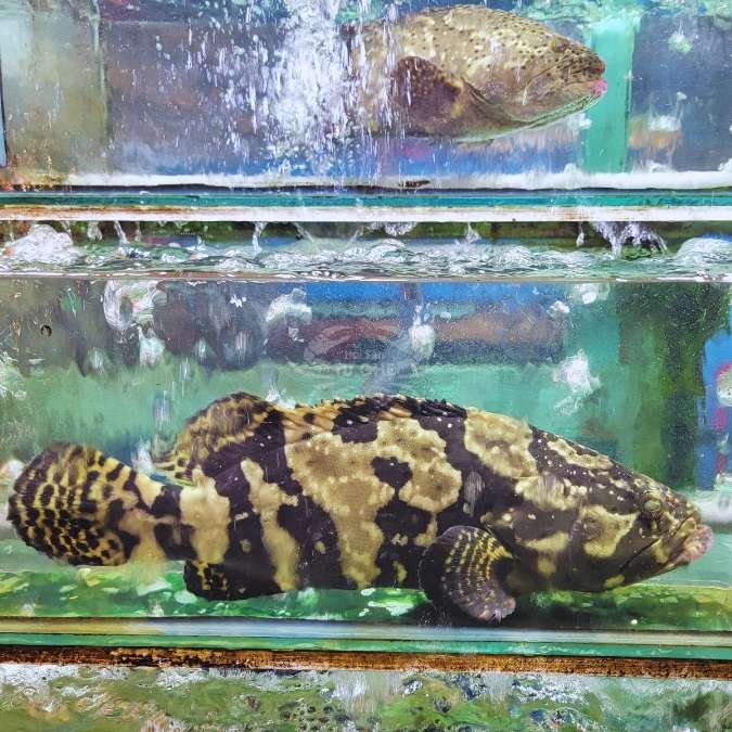 Sashimi-ca-mu-den-ghe Sashimi-ca-mu-den-ghe