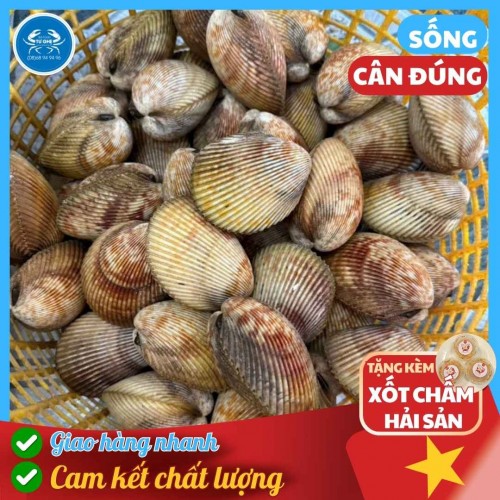 Sò Dương Cồ Size 4-8con/KG Sống