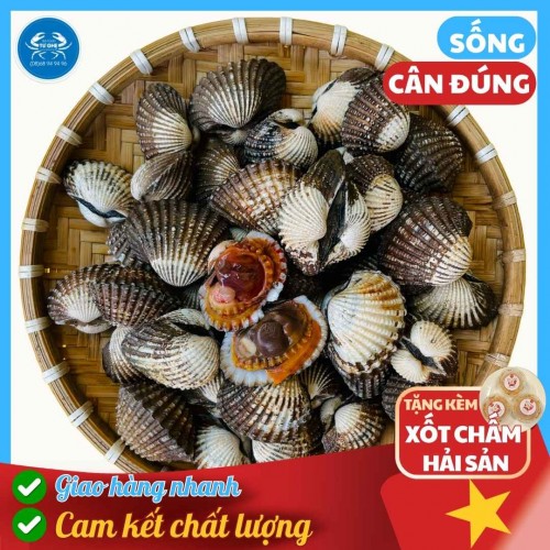 Sò Huyết Cồ Size 30-40con/KG Sống Bao Ngon