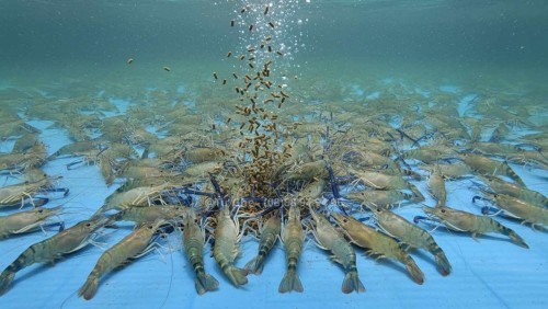 Sự Thật: Tôm Càng Xanh Nuôi Vuông (Quảng Canh) Vs Tôm Nuôi Hồ Công Nghiệp