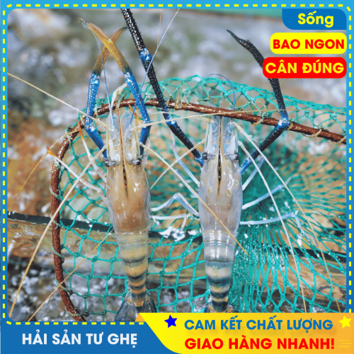 Tôm càng xanh sống size 12-14con/KG 