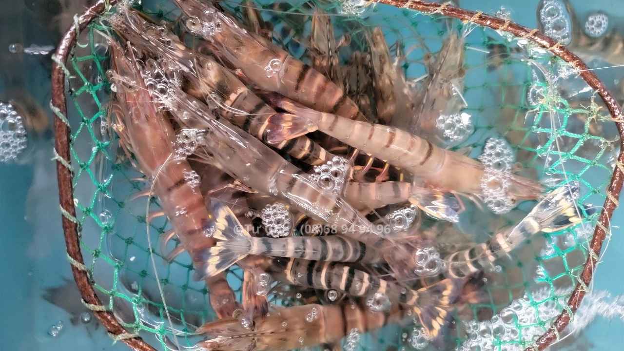 Tom-su-tại-Tu-Ghe-HCM