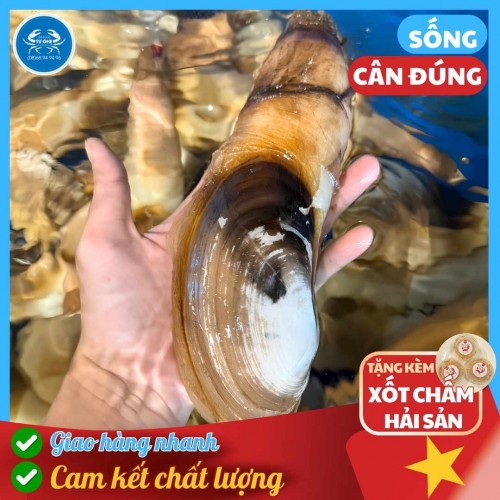 Tu Hài Cồ, Size 5-8con/Kg, Giao Sống Nhanh, Tặng Kèm Xốt Chấm
