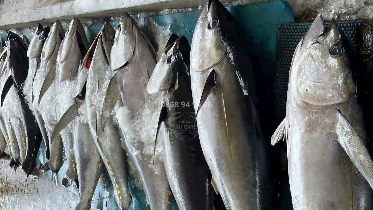 bang-gia-ca-ngu-dai-duong-nguyen-con-2026
