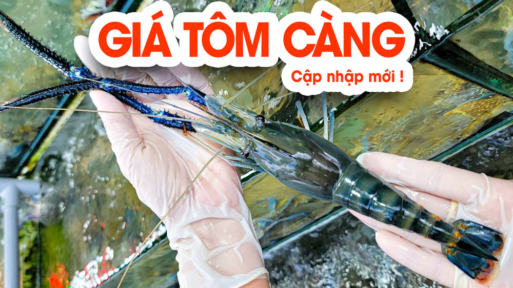 Giá tôm càng xanh sống cập nhập mới nhất 2026