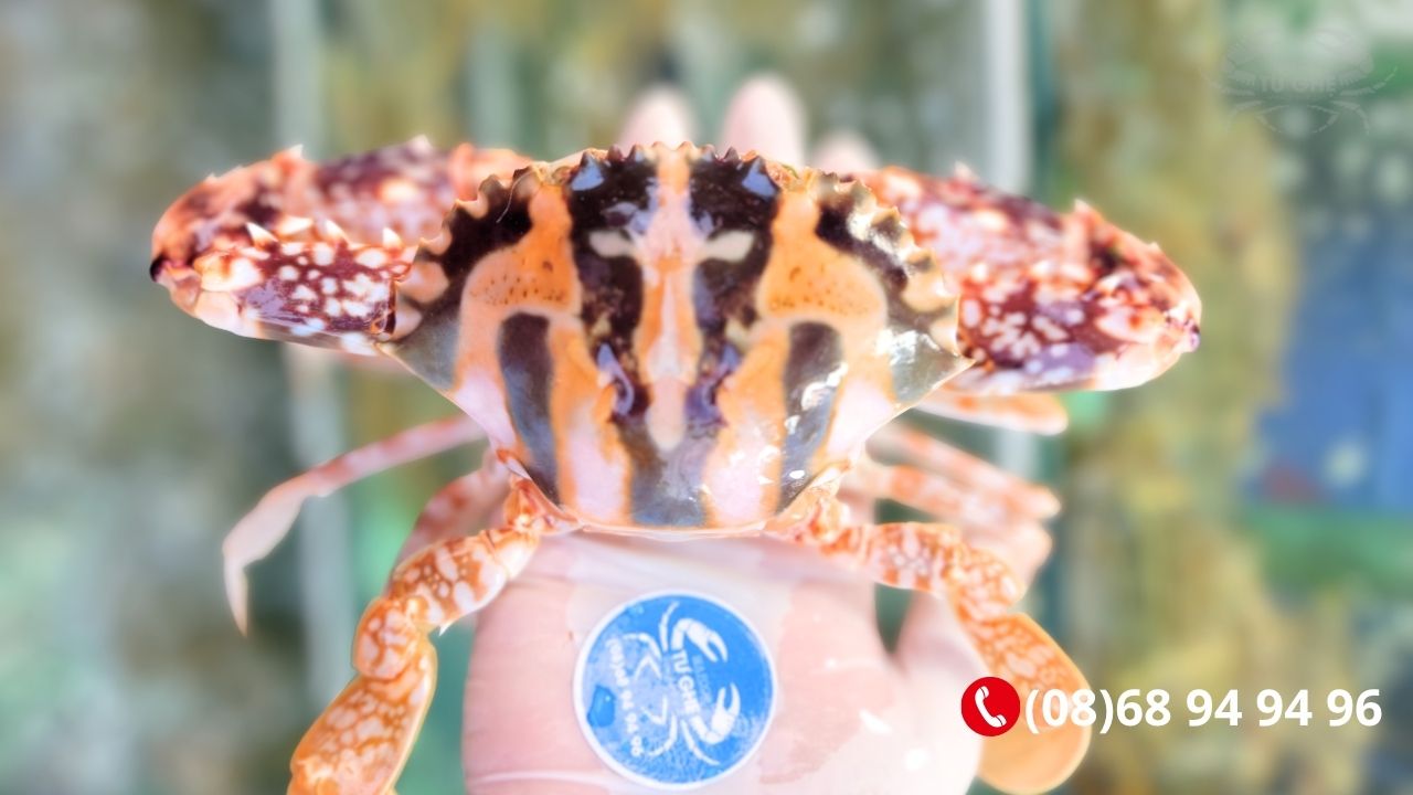 bi-quyet-chon-ghe-bong-do-ngon-gia-tot