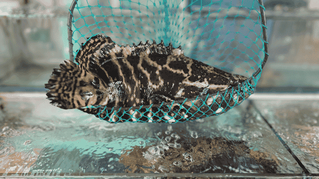 bí-quyết-chọn-cá-mú-tươi