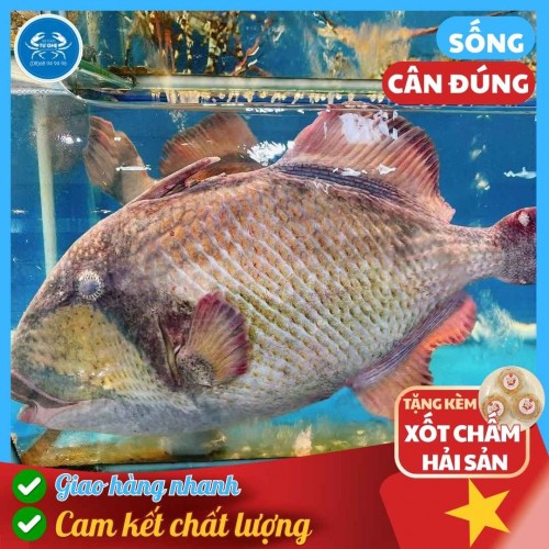 Cá Bò Giáp Tự Nhiên Sống