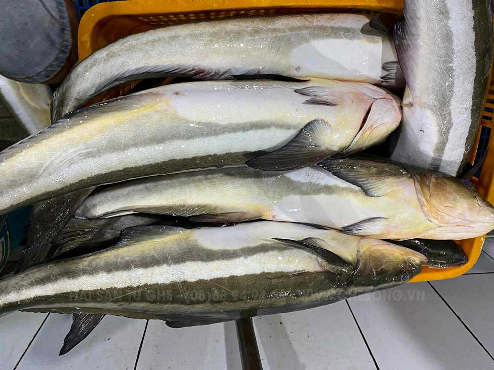 ca-bop-bien-thien-nhien-tuoi-sach-o-lang-chai ca-bop-bien-thien-nhien-tuoi-sach-o-lang-chai