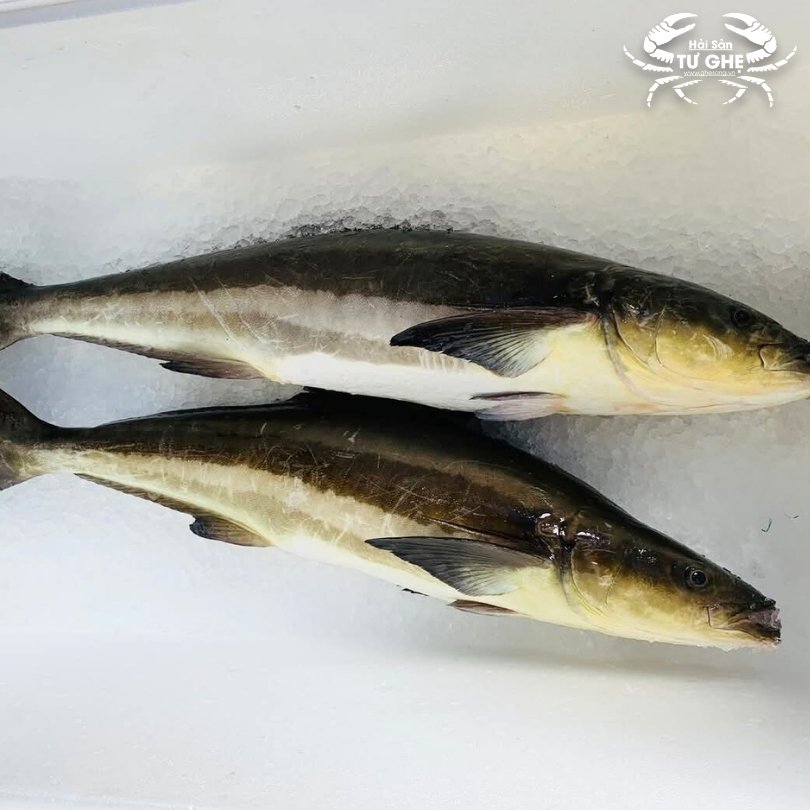 ca-bop-sach ca-bop-sach