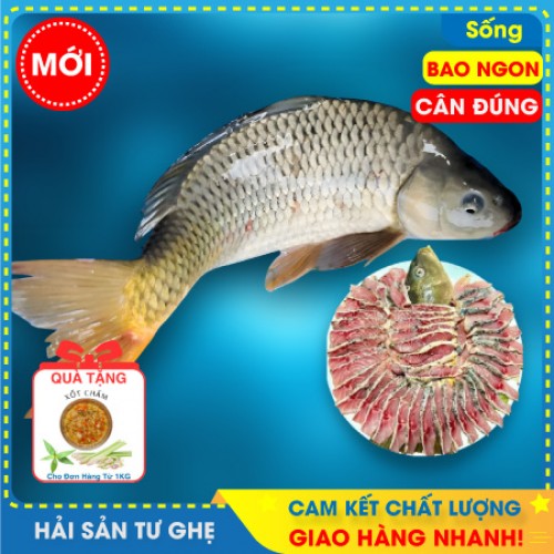 Cá Chép Giòn Sống Con Lớn (KG)