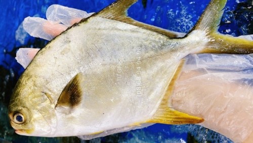 Đừng coi thường cá chim, Ăn điều giúp Não Minh Mẫn, Cơ thể Trẻ và Đề Kháng Bền.