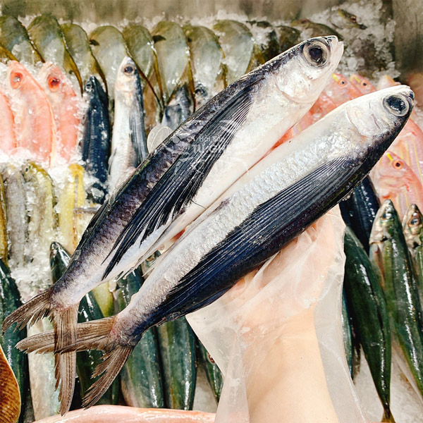 hình ảnh cá chuồn ca-chuon-tuoi-1kg