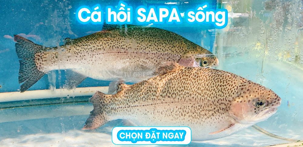 ca-hoi-sapa-song-chat-luong-hcm