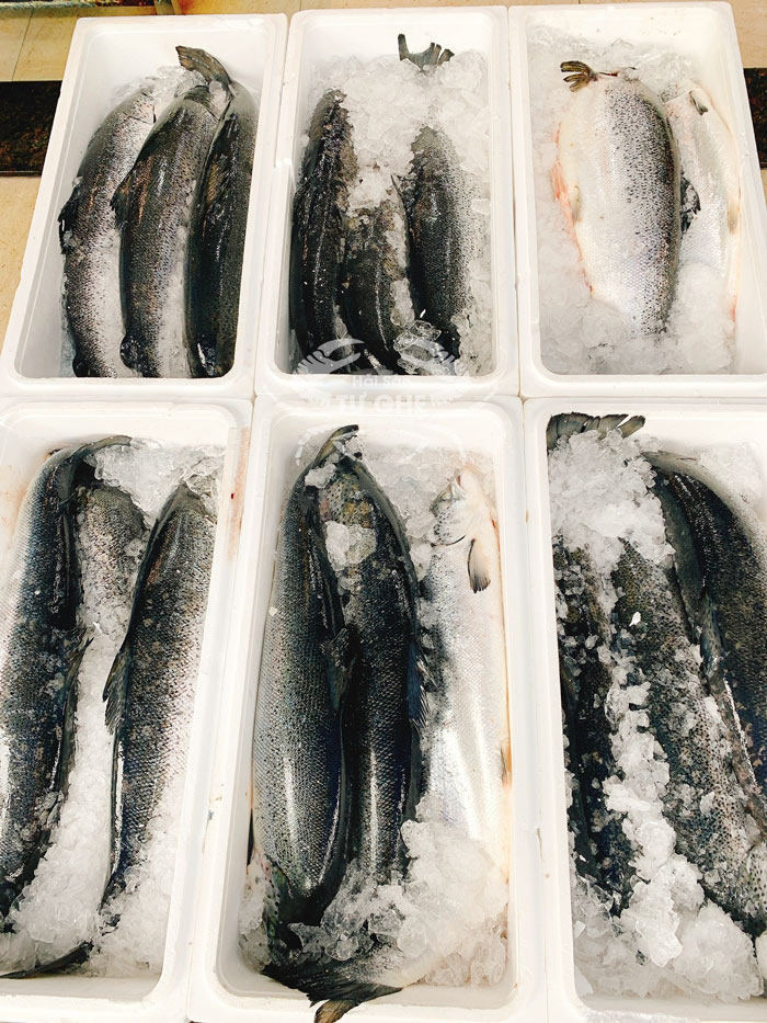 ca-hoi-tuoi-nguyen-con